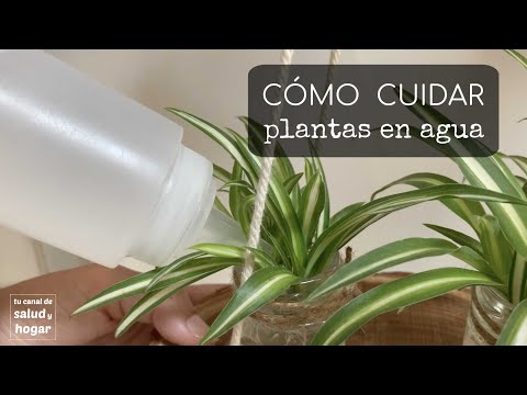 Cuidado de plantas de bajo consumo de agua: guía práctica