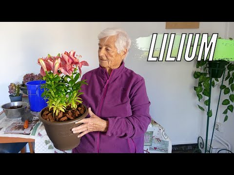 Consejos de cuidado para la planta lilium: todo lo que necesitas saber