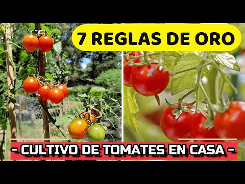 Cuidados básicos para cultivar tomates: guía práctica