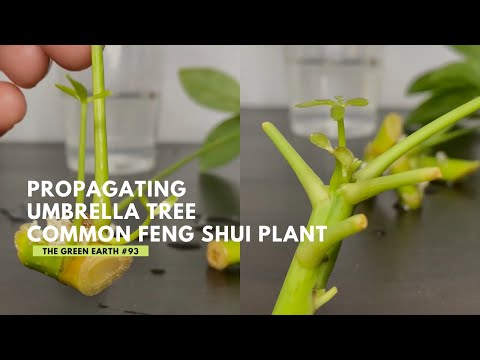 Guía completa para plantar Schefflera actinophylla
