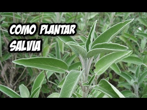Guía completa para plantar Salvia divinorum: consejos y pasos clave
