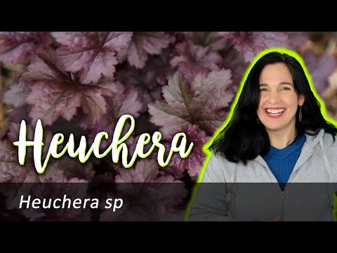 Guía completa: Cómo plantar Heuchera spp.