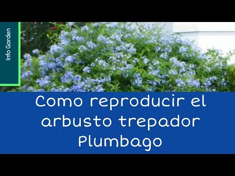 Guía para plantar Plumbago: consejos y pasos clave