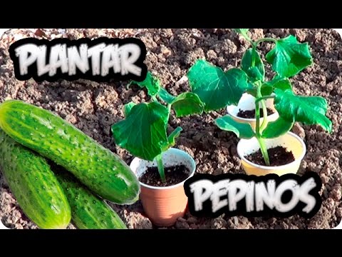Guía práctica para plantar pepino: Consejos y pasos esenciales