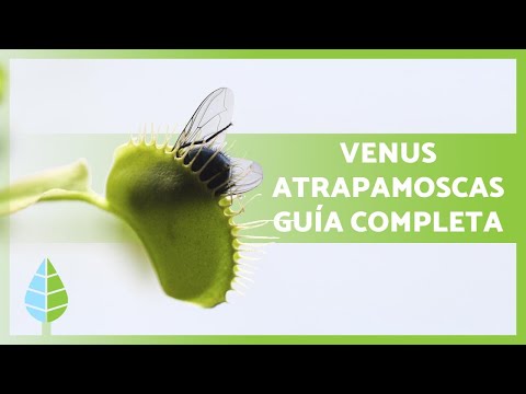 Cuidados de la planta Venus Atrapamoscas: Guía esencial para un crecimiento saludable