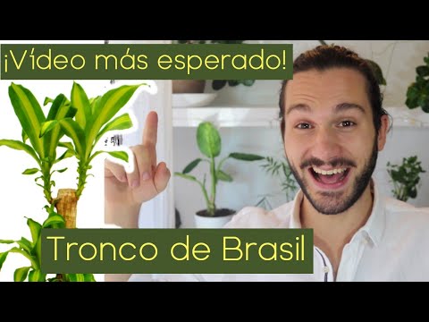 Guía completa para plantar Tronco de Brasil: consejos y pasos clave