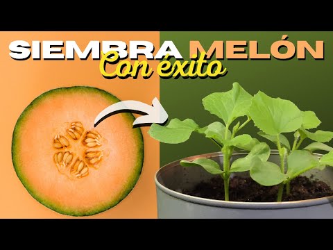Guía práctica: Cómo plantar melón paso a paso