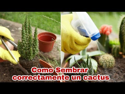 Guía completa para plantar Cactus pear: pasos y consejos