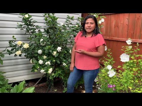 Cuidados de la gardenia: consejos para cultivar y mantener esta hermosa planta