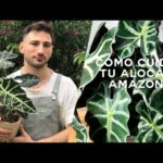 Guía completa para cultivar Alocasia amazonica: consejos y pasos fundamentales
