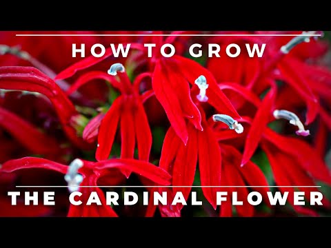 Guía completa para plantar Lobelia Cardinalis: consejos y pasos clave