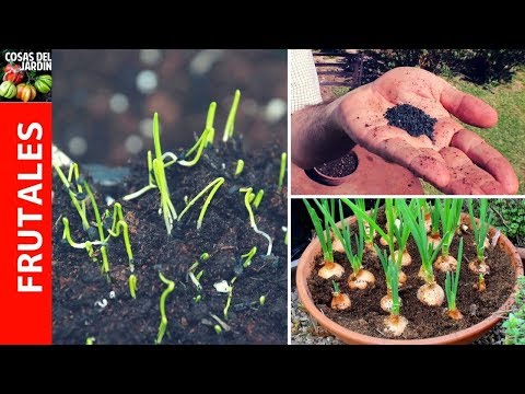Técnica efectiva para plantar cebolla: paso a paso