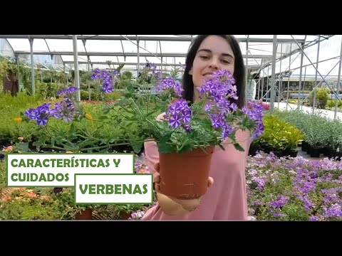 Guía de cultivo de Verbena spp.: ¡Aprende cómo plantar y cuidar esta hermosa planta!