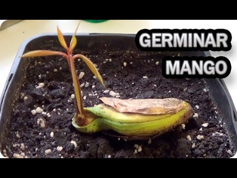 Guía práctica para plantar mango: Paso a paso