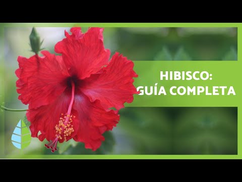 Guía completa para plantar Hibisco: consejos expertos y pasos simples
