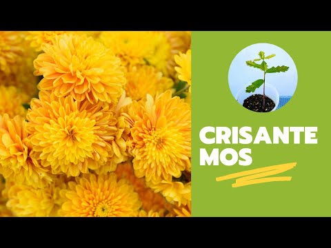 Guía rápida para plantar Crisantemos: consejos y pasos clave