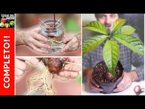 Guía rápida: Cómo plantar Angélica correctamente