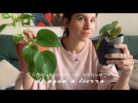 Guía completa para plantar Begonia maculata: consejos y pasos clave