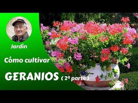 Guía completa: Cómo plantar geranios con éxito