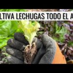 Guía rápida para plantar lechuga de hoja roja