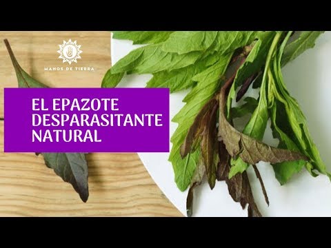 Guía para plantar Epazote: consejos prácticos y pasos indispensables