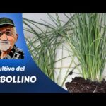 Guía práctica: Cómo plantar cebollino en tu jardín