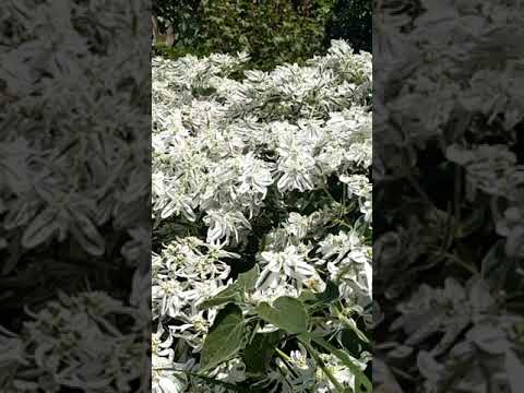 Guía para plantar Euphorbia marginata