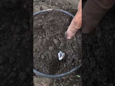Guía fácil: Cómo plantar Noni en tu jardín