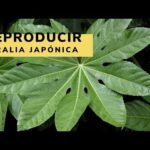 Guía práctica para plantar Fatsia japonica: paso a paso