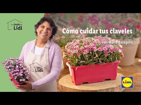 Guía completa para plantar Dianthus barbatus: consejos y cuidados