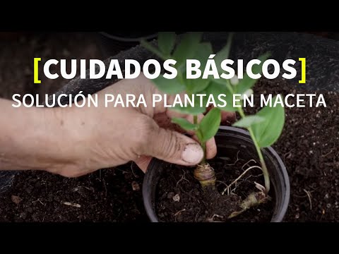 Guía de cultivo de Plectranthus: consejos para plantar y cuidar esta planta