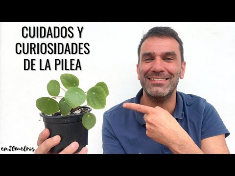 Guía completa para plantar Pilea peperomioides: consejos y cuidados