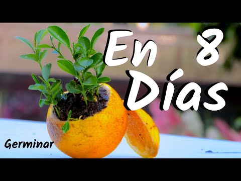 Guía completa: Cómo plantar naranjas en tu jardín
