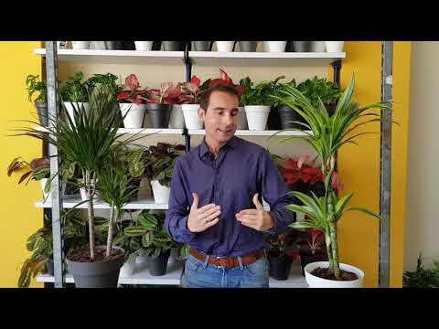 Guía completa para plantar Dracaena marginata: consejos y técnicas