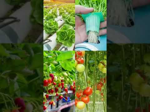Guía de cuidado de plantas hidropónicas: consejos clave para un cultivo exitoso