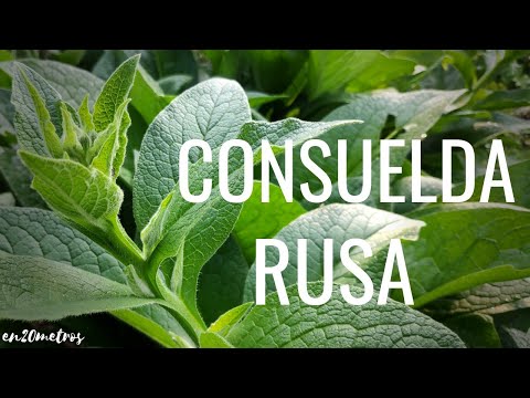 Plantando Estragón Ruso: Guía para cultivar hojas planas