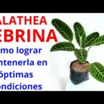 Cuidados de la planta Zebrina: guía práctica y consejos