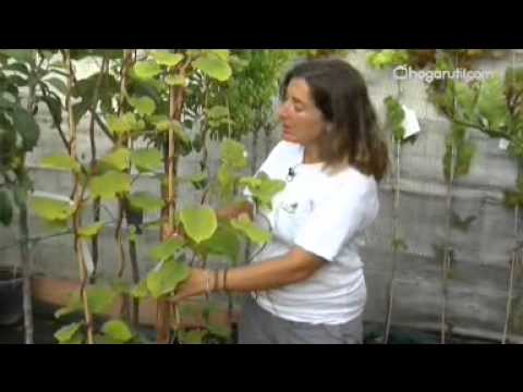 Guía práctica para plantar Kiwifruit amarillo: Paso a paso