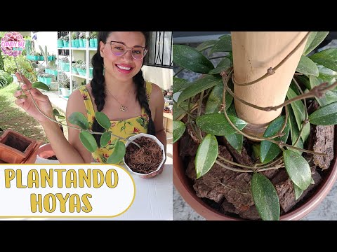 Guía completa para plantar Hoya obovata: consejos y pasos