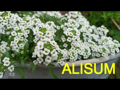 Guía de cultivo de Alyssum saxatile: consejos y pasos clave