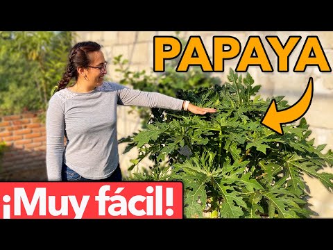 Cuidados de la planta de papaya: tips esenciales para un cultivo exitoso