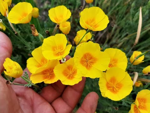 Plantar Amapola de California: Guía paso a paso