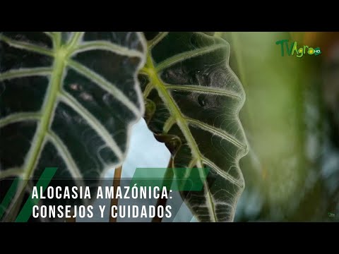 Guía completa para plantar Alocasia amazonica: consejos y cuidados