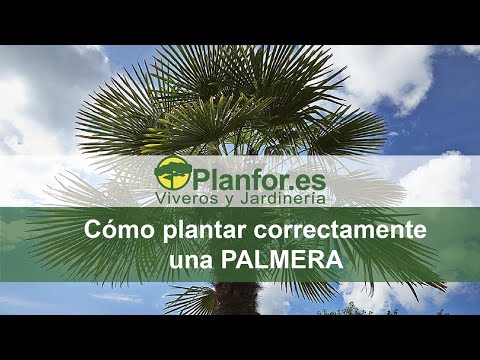 Guía práctica: Plantar Palma de salón fácilmente