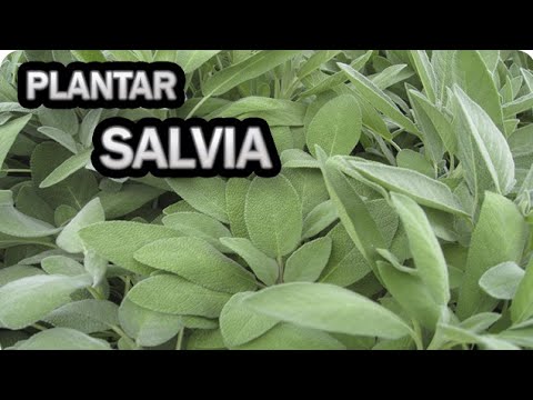 Guía completa para plantar Salvia farinacea: consejos y pasos