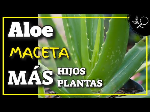Guía práctica para cultivar Aloe vera: consejos y pautas