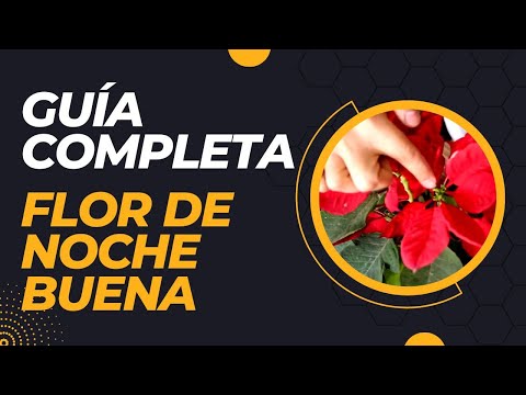 Guía completa para plantar Euphorbia pulcherrima: consejos y cuidados