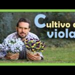 Guía práctica para plantar Viola cornuta: paso a paso y consejos