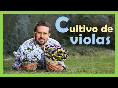 Guía práctica para plantar Viola cornuta: paso a paso y consejos