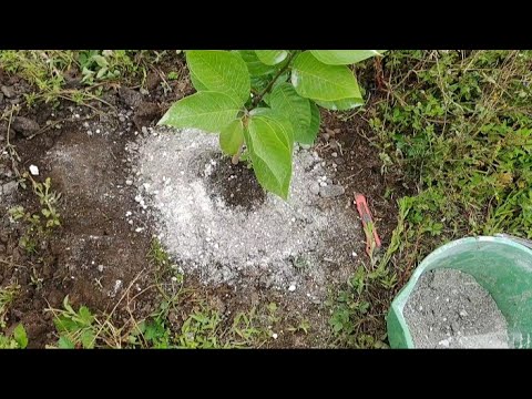 Guía práctica para plantar chirimoya: paso a paso